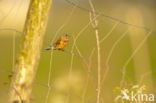 Eurasian Linnet (Carduelis cannabina)