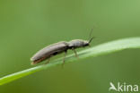 click beetle (Athous haemorrhoidalis)