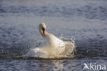 Knobbelzwaan (Cygnus olor)