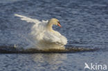 Knobbelzwaan (Cygnus olor)