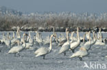 Knobbelzwaan (Cygnus olor)