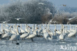 Knobbelzwaan (Cygnus olor)