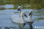 Knobbelzwaan (Cygnus olor)