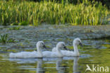 Knobbelzwaan (Cygnus olor)