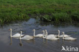 Knobbelzwaan (Cygnus olor)