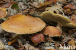 Suillus bovinus