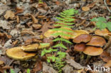 Suillus bovinus