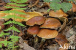 Koeienboleet (Suillus bovinus)