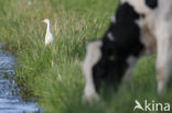 Cattle Egret (Bubulcus ibis)