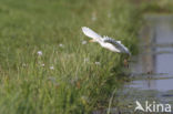 Cattle Egret (Bubulcus ibis)