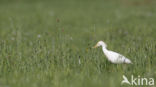 Cattle Egret (Bubulcus ibis)