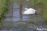 Cattle Egret (Bubulcus ibis)