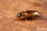 Perigona nigriceps