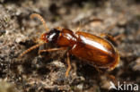 Kompostloper (Perigona nigriceps)