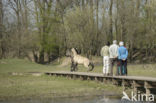 Konik horse (Equus spp)