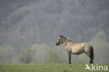 Konik horse (Equus spp)