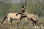 Konik horse (Equus spp)