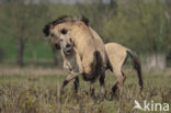 Konik horse (Equus spp)