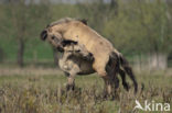 Konik horse (Equus spp)