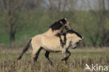 Konik horse (Equus spp)