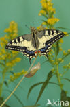 Swallowtail (Papilio machaon)