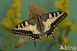 Koninginnepage (Papilio machaon)