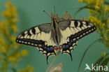 Swallowtail (Papilio machaon)