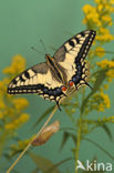 Koninginnepage (Papilio machaon)