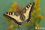 Koninginnepage (Papilio machaon)