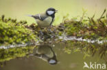 Koolmees (Parus major)