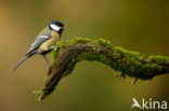 Great Tit (Parus major)