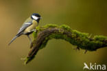 Koolmees (Parus major)