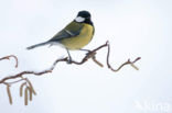 Great Tit (Parus major)