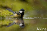 Great Tit (Parus major)