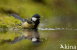 Koolmees (Parus major)