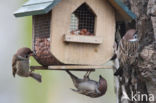 Great Tit (Parus major)