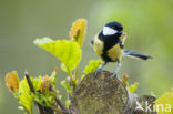 Great Tit (Parus major)