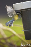 Great Tit (Parus major)