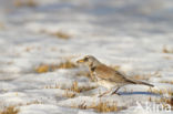 Fieldfare (Turdus pilaris)