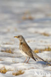 Fieldfare (Turdus pilaris)