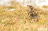 Fieldfare (Turdus pilaris)