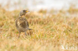 Fieldfare (Turdus pilaris)