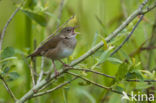 Eurasian River Warbler (Locustella fluviatilis)