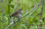 Eurasian River Warbler (Locustella fluviatilis)