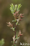 Creeping Willow (Salix repens)