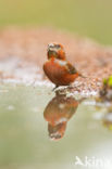 Red Crossbill (Loxia curvirostra)