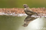 Red Crossbill (Loxia curvirostra)