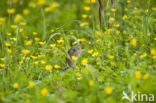 Corncrake (Crex crex)