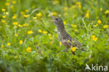 Corncrake (Crex crex)