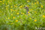 Corncrake (Crex crex)